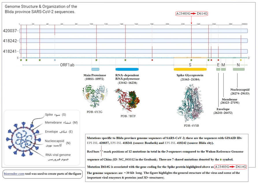 Image 1. " Overall comparison of SARS-CoV-2 genome sequences "