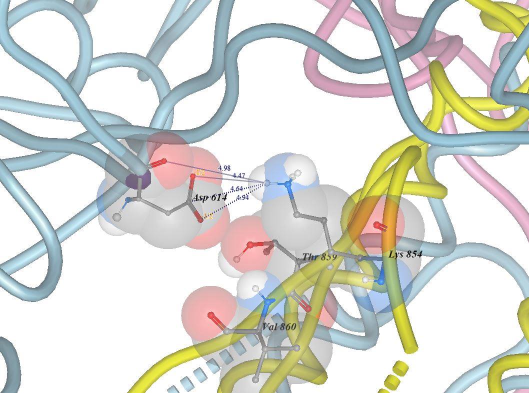 Image 6. " Wan-derr-Walls representation of the contacts between D or Asp-614 (chain a - bluish-grey) and the Amino acids Lys-854, Thr-859 and Val-860 located in chain b (yellow) "