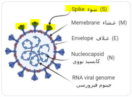 Image 3. " Depiction of some of the newly evolved SARS-CoV-2 varaints "