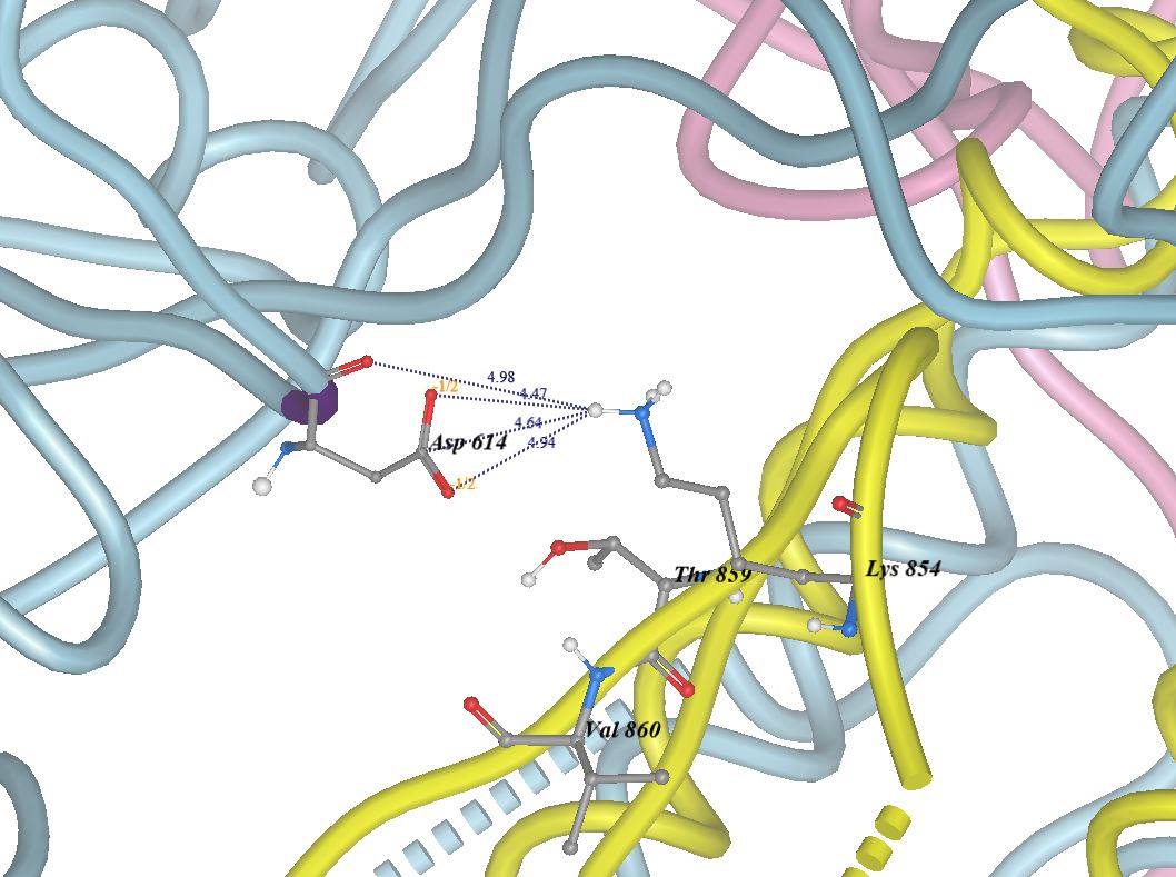 Image 5. " Wild-type SARS-CoV-2 Spike protein where D or Asp-614 (chain a - bluish-grey) makes a number of imporant contacts with the Amino acids Lys-854, Thr-859 and Val-860  located in chain b "