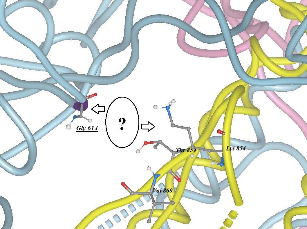 Image 7. " Point-Mutation Homology Modeling of the mutant-type SARS-CoV-2 Spike protein where Gly or G replaces Asp or D amino acid depicting the mutation D614G. "