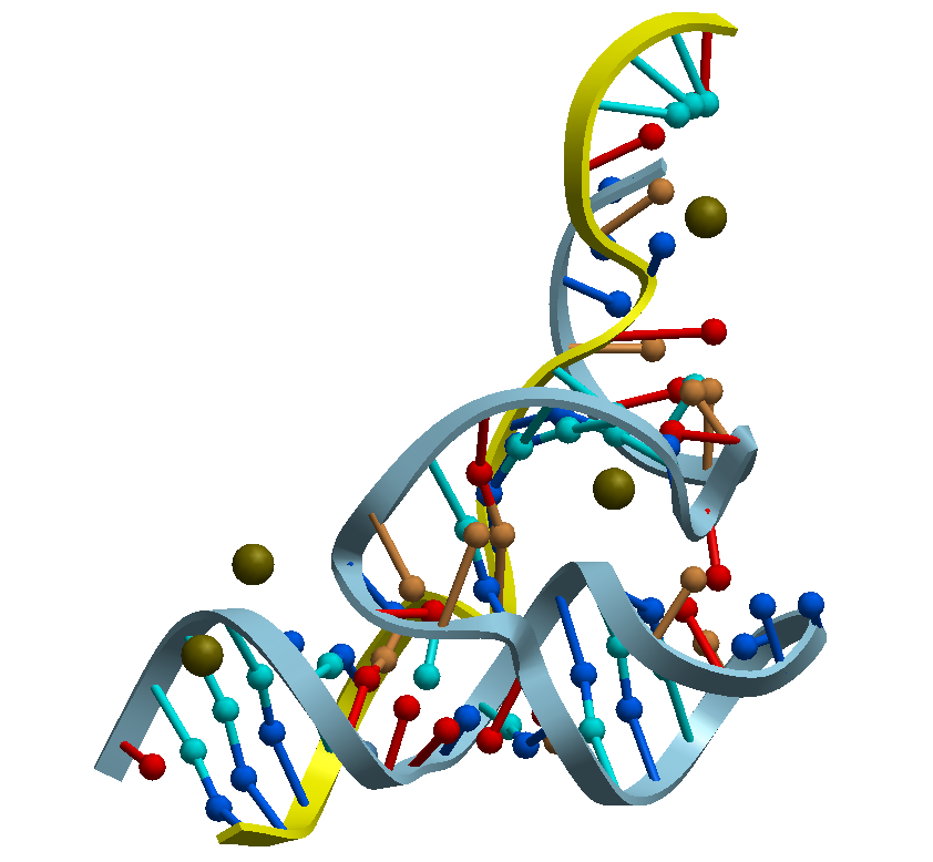 Image 1. " التركيب الفراغي للإنزيم-الريبي برأس-المطرقة HammerHead Ribozyme "